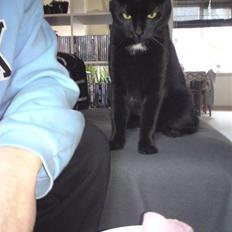 Blanding af racer simba