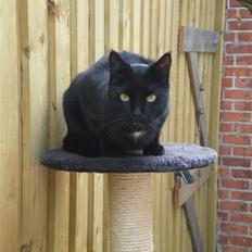 Blanding af racer simba