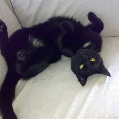 Blanding af racer simba