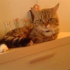 Blanding af racer Charlie