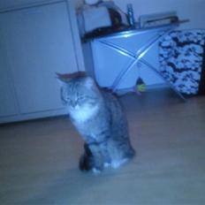 Blanding af racer Charlie