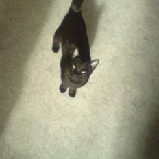 Huskat Sir Buller Kill-a-lot    R.I.P