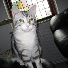 Blanding af racer Turbo #RIP#