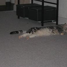 Blanding af racer Turbo #RIP#