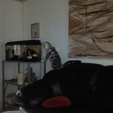 Blanding af racer Turbo #RIP#