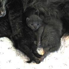 Blanding af racer Mogens Poulsen *død*