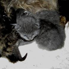 Blanding af racer Mogens Poulsen *død*