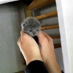 Blanding af racer Mogens Poulsen *død*