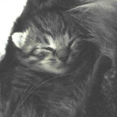 Blanding af racer Bjarke