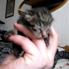 Blanding af racer Bjarke