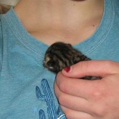 Blanding af racer Bjarke