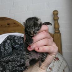 Blanding af racer tjalfe