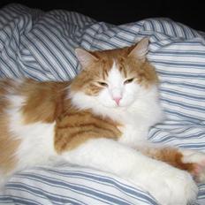 Blanding af racer Balou