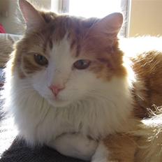 Blanding af racer Balou