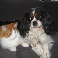 Blanding af racer Balou