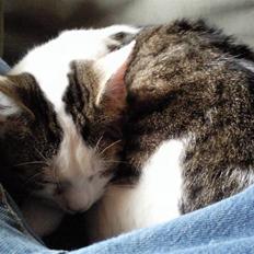 Blanding af racer musse