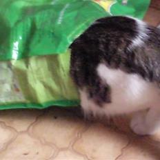 Blanding af racer musse