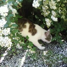 Blanding af racer musse