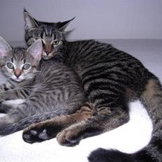 Blanding af racer Mogens