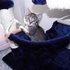 Blanding af racer Mogens