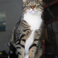 Blanding af racer Mack