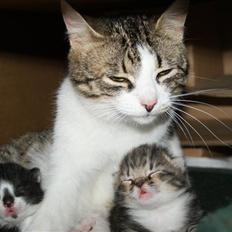 Blanding af racer Mack