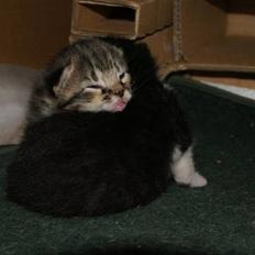 Blanding af racer Mack