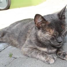 Blanding af racer Mis R.I.P