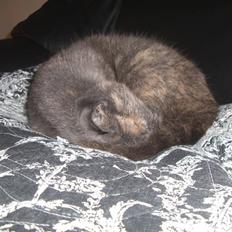 Blanding af racer Mis R.I.P