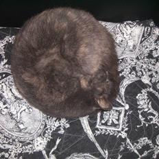 Blanding af racer Mis R.I.P