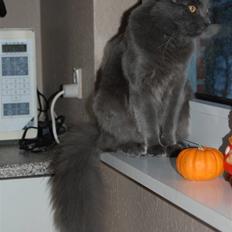 Blanding af racer Leopold