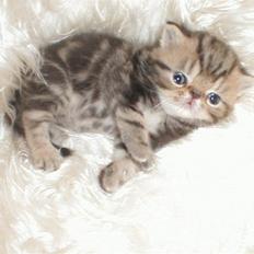 Exotic Pythagoras Talulah Baby