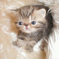 Exotic Pythagoras Talulah Baby