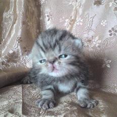 Exotic Pythagoras Talulah Baby