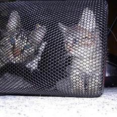 Blanding af racer Don Ø <3 R.I.P. :'(