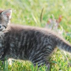 Huskat Hegnsholts Sally <3