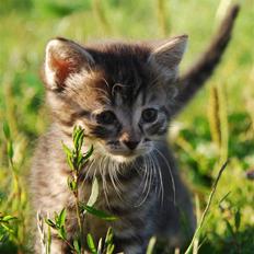 Huskat Hegnsholts Sally <3