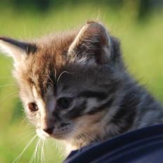 Huskat Hegnsholts Sally <3