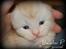 Maine Coon  Bambi  P on ice - 3 uger gammel