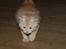 Maine Coon  Bambi  P on ice - På jagt