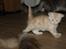 Maine Coon  Bambi  P on ice - Hov !! Hvad ser jeg ? En hale........