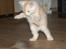 Maine Coon  Bambi  P on ice - Angriiiib !!!!!!!