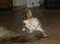 Maine Coon  Bambi  P on ice - Fanget :-)