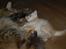 Maine Coon  Bambi  P on ice - Nu gider mor ikke mer´