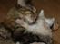 Maine Coon  Bambi  P on ice - Neeeeeej mor....ikke vaskes.....