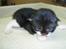 Blanding af racer Bertram (solgt) - 2 uger gammel..