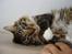 Maine Coon Nemo