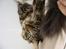 Maine Coon Nemo