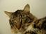 Maine Coon Nemo