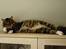 Maine Coon Nemo